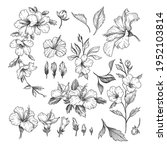 Hibiscus Engraved Illustrations ...