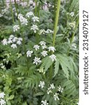 Small photo of The first flowers on Myrrhis odorata (Sweet Cicely) in spring set against other herb foliage in background