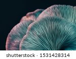 Beautiful Bunch Mushrooms Color ...