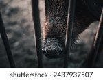 Small photo of A pig's snout is shown through a metal fence. Concept of confinement and captivity, as the pig is unable to move freely and is trapped within the confines of the cage