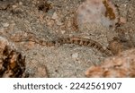 Small photo of Cairns - Queensland - Australia - Dec 23th 2017: Messmate Pipefish (Corythoichthys haematopterus) in Great Barrier Reef