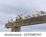 Small photo of Squabble of Seagulls on the wood in the beach. Seagulls are a common sight along coastlines and bodies of water.