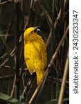 Small photo of Eastern Golden Weaver meticulously preparing its nest. Perched on a branch, the weaver exhibits incredible dexterity and precision as it intricately weaves strands of grass and twigs together