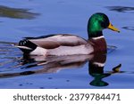 Small photo of This photograph captures a beautiful Mallard (Male) on an autumn morning. Mallards are dabbling ducks found around the world. Males have an iridescent green head and purple patches on their wings.