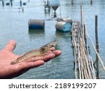 Small photo of A beautiful farm-raised white vannamei shrimp is put in hand by a bridge that extends into the pond where the Bale feeder sits.