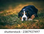 Small photo of Greater swiss mountain dog Nea