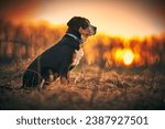 Small photo of Greater swiss mountain dog Nea