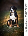 Small photo of Greater swiss mountain dog Nea