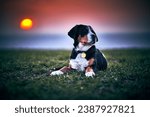 Small photo of Greater swiss mountain dog Nea