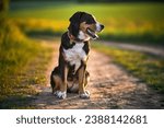 Small photo of Greater swiss mountain dog Nea