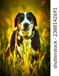 Small photo of Greater swiss mountain dog Nea