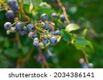 Fresh Ripe Blueberries On The...