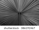Fan Palm Foliage Texture With...