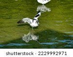 Avocet. Wading bird wings out walking through water.	 
Class:	Aves
Order:	Charadriiformes
Family:	Recurvirostridae
Genus:	Recurvirostra