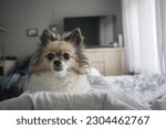 Small photo of Chihuahua has lain down in the bedroom looking at the camera