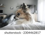 Small photo of Chihuahua has lain down in the bedroom looking at the side Front view