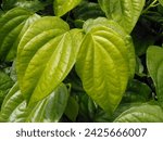 Small photo of MELAKA, MALAYSIA - FEBRUARY 14, 2024: Photo of betel leaf for medical benefits. Use for Malay weeding as gift and dowry.