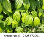 Small photo of MELAKA, MALAYSIA - FEBRUARY 14, 2024: Photo of betel leaf for medical benefits. Use for Malay weeding as gift and dowry.