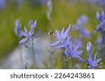 Small photo of Bumble bee and Camassia quamash Flowers - Field of Purple Common camas Wildflowers in a Garry Oak Meadow on Vancouver Island, British Columbia, Canada