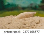 Fine sand on the seashore is an ...