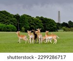Herd of young deer on fresh grass at Phoenix Park in Dublin in a cloudy day. City monument in the background 