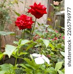 Small photo of Red roses and white vinca in our garden with background lackluster building and some green leaf