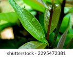 Small photo of Water guava leaves, this plant is also analgesic, which helps relieve pain or pain due to injury, toothache, headache, arthritis, or other conditions. The benefits of guava leaves as an analgesic are