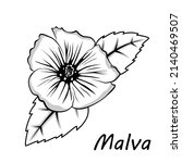 Sketch Malva Flower  Hand Drawn ...