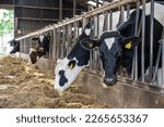 Small photo of black spotted dairy cows eat straw in the stable
