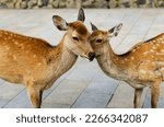 Two cute deers in Nara, Japan