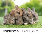 Group Of Healthy Lovely Bunny...
