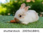 White Baby Rabbit Eats Carrot...