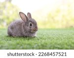 healthy Lovely bunny easter fluffy brown rabbits, cute baby rabbit on green garden nature background. The Easter brown hares. Close - up of a rabbit. Symbol of easter festival animal.