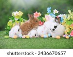 Lovely bunny easter fluffy baby rabbit with colorful easter eggs on green garden with daisy flowers nature background on sunny warmimg springtime day. Symbol of easter day festival. summer season.