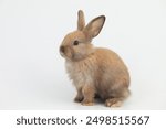 A healthy lovely baby brown bunny easter rabbit stand up on two legs on white background. Cute fluffy rabbit on white background Lovely mammal with beautiful bright eyes in nature life.Animal concept.