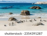 African penguins in Boulders beach, South Africa