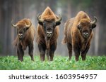 European bison   bison bonasus...