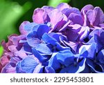 hydrangea, pink, blue, closeup, flower