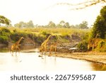 Giraffes crossing the Great Mara River