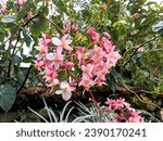 Small photo of Begonia obliqua is a species of flowering plant that belongs to the Begoniaceae family. This species is also part of the order Cucurbitales and part of the genus Begonia.