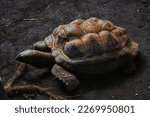 Small photo of The relaxed tortoise moves slowly but surely in a straight line toward a destination