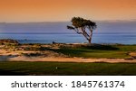 A  Lone Monterey Cypress In A...