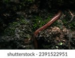 Small photo of ground worm crawling on mossy wall
