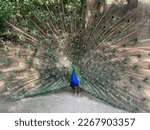 Beautiful Peacock Spreading Its ...