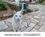 White cat's sharp eyes in Korcula, Croatia