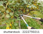 Fruit tree pruning. Garden scissors. Fruit tree pruning for sanitary reasons