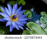 Small photo of Blue lotus flower species, A very popular species of blue lotus flower in Indonesia. She's in an aquatic garden all open showing her blue petals, her vibrant yellow stamens and her green and round lea