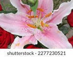 Pink Lilium Flower  Lily ...