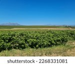 vineyard on wine farm during summer with blue cloudless sky