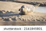 Harbor Seals Sunbathing On A...